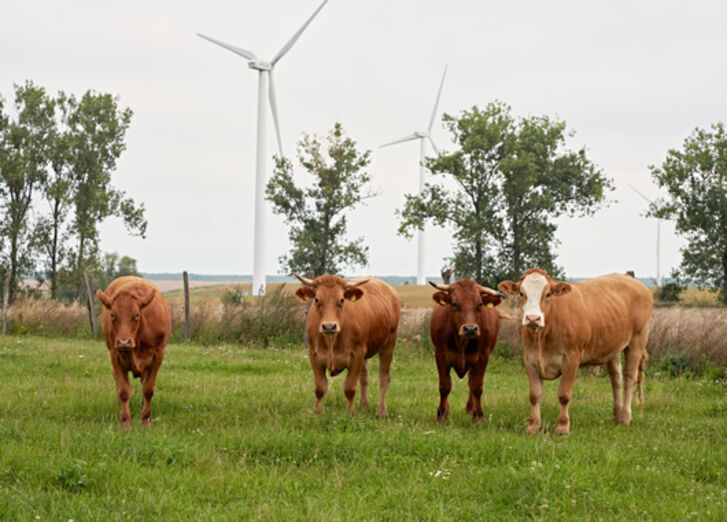 Vier Kühe stehen auf der Weide vor Windrädern.