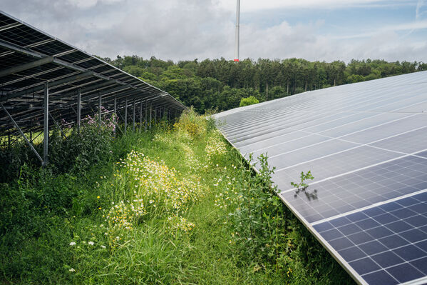 Solarpark auf einer Wiese in Nahaufnahme.