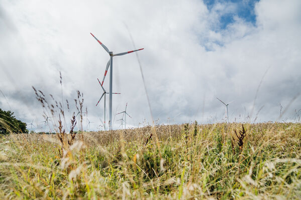 Windräder stehen im Hintergrund eines Feldes.