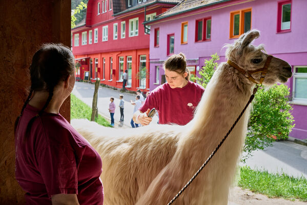 Zwei weiblich gelesene Personen striegeln ein Lama.