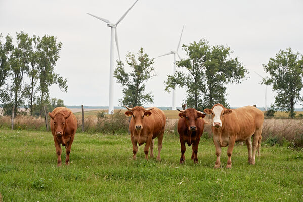 Vier Rinder stehen auf einer Weide mit Bäumen vor Windrädern.