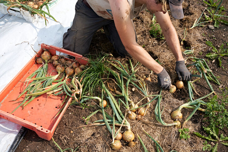 Hände ernten Zwiebeln aus der Erde.