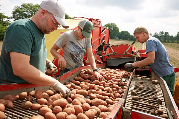 NHB 2024_Deepdive_Ernaehrung_Gemeinschaftlich Drei Männer sortieren Kartoffeln am Band.