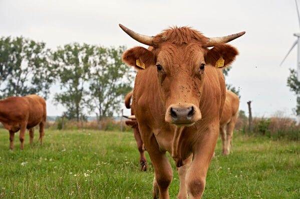 NHB2024_Deepdive_Ernaehrung Ein Rind läuft auf einer Weide auf die Kamera zu. Im Hintergrund sieht man zwei weitere Rinder und ein Windrad.