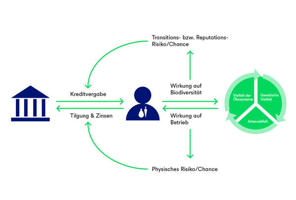 Diagramm zur Darstellung der Beziehungen zwischen Krediten, Unternehmen und Auswirkungen auf die biologische Vielfalt in deutscher Sprache.