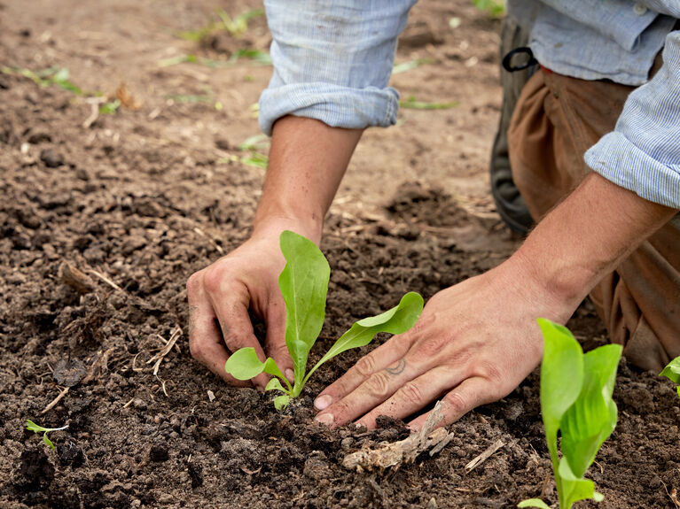 Hände Pflanzen Salat in die Erde.
