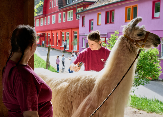 Zwei Personen striegeln ein Lama.